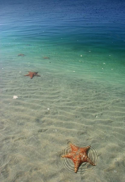 Пляж морских звезд — Бока дель Драго