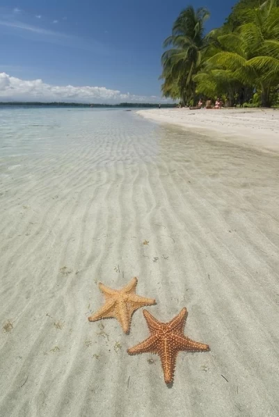 Пляж морских звезд — Бока дель Драго