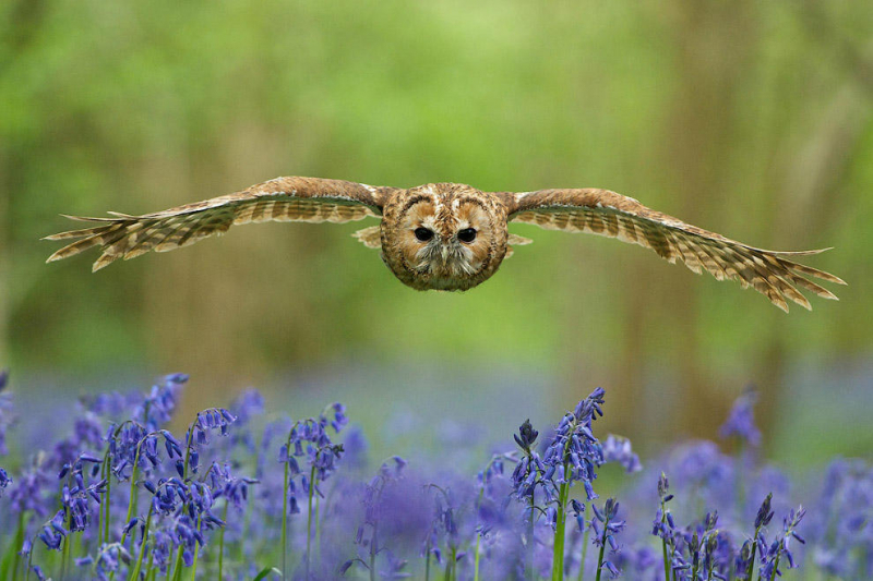 Победители Британского конкурса дикой природы — 2014