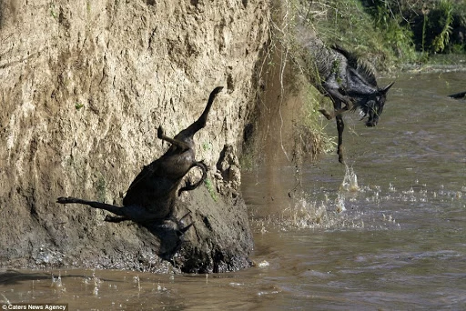 Почему африканская река Мара ежегодно убивает тысячи животных