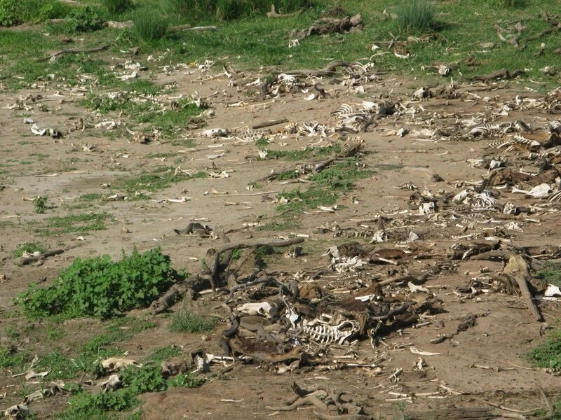 Почему африканская река Мара ежегодно убивает тысячи животных