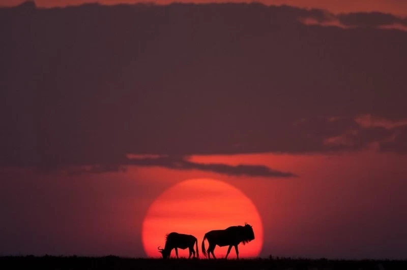Потрясающие африканские закаты от Пола Гольдштейна