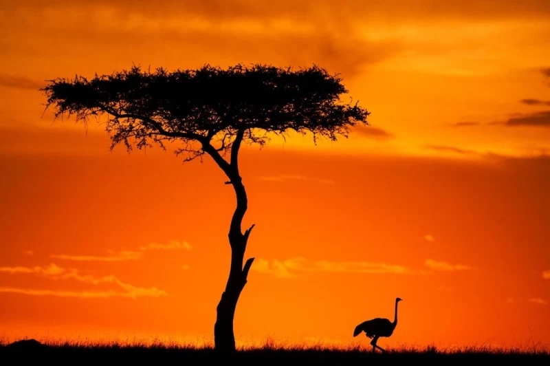 Потрясающие африканские закаты от Пола Гольдштейна