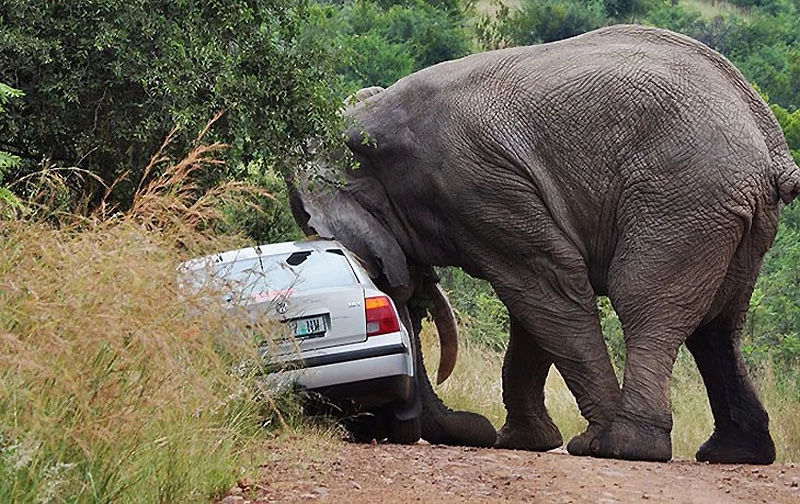 Прочь с дороги: Слон и седан