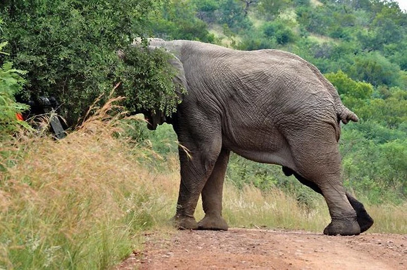 Прочь с дороги: Слон и седан
