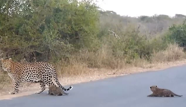 Редкие кадры: самка леопарда переводит своих котят через дорогу
