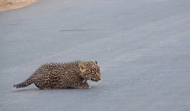 Редкие кадры: самка леопарда переводит своих котят через дорогу
