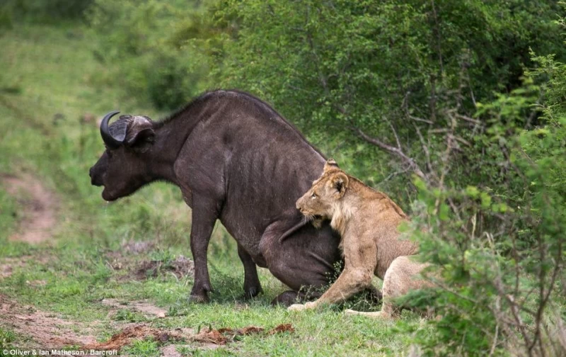 Сам погибай, а товарища выручай: как проявляется взаимовыручка у диких буйволов