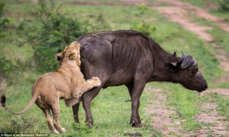 Сам погибай, а товарища выручай: как проявляется взаимовыручка у диких буйволов
