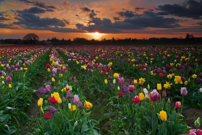 Самые яркие тюльпаны со всего света