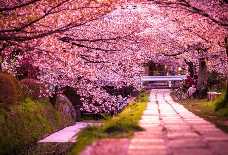 Самые красивые цветущие вишни по всему миру