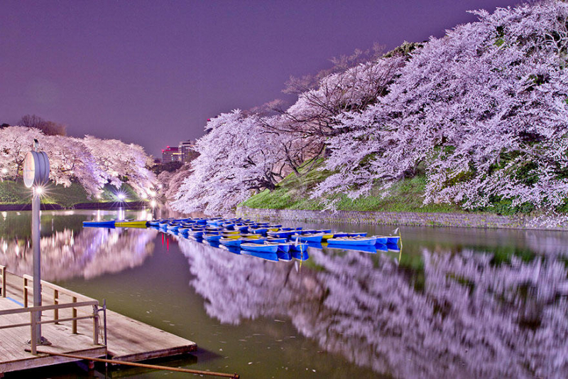 Самые красивые фотографии цветения сакуры в 2014-м году