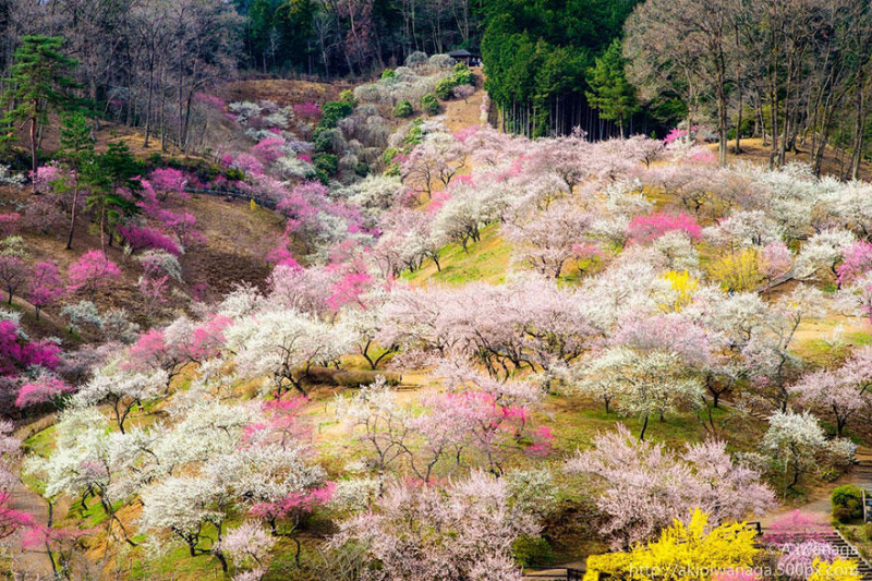 Самые красивые фотографии цветения сакуры в 2014-м году