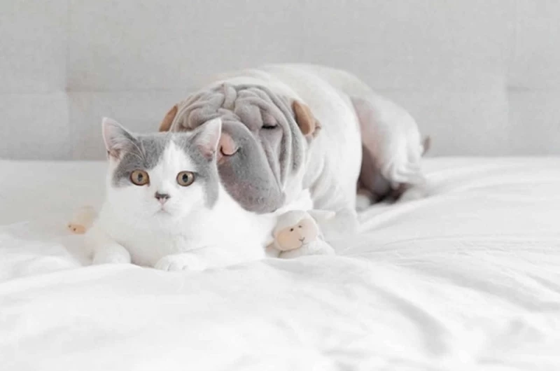 Шарпей и котик — самые фотогеничные друзья на свете