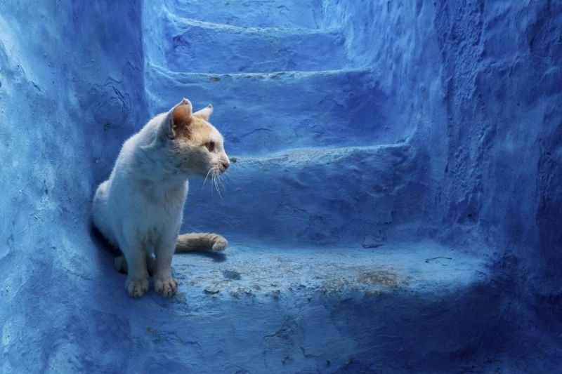 Шефшауэн, город небесных красок: Голубая жемчужина Марокко