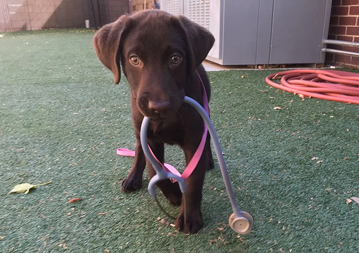 Шоколадный щенок родился с "волчьей пастью", но ветеринар спасла его от усыпления