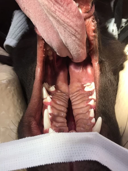 Шоколадный щенок родился с "волчьей пастью", но ветеринар спасла его от усыпления