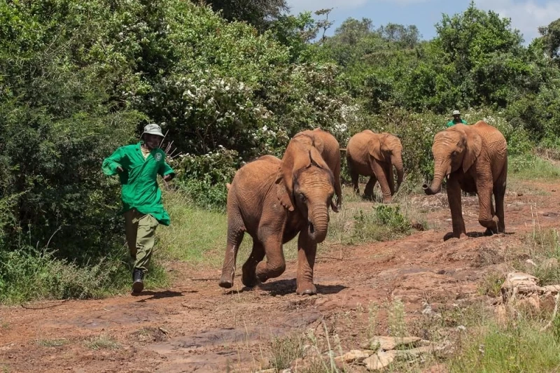 Слоновий приют в Кении