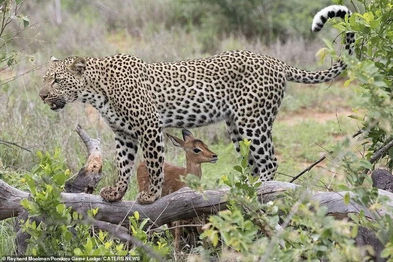Смертельная нежность хищника: леопард и импала