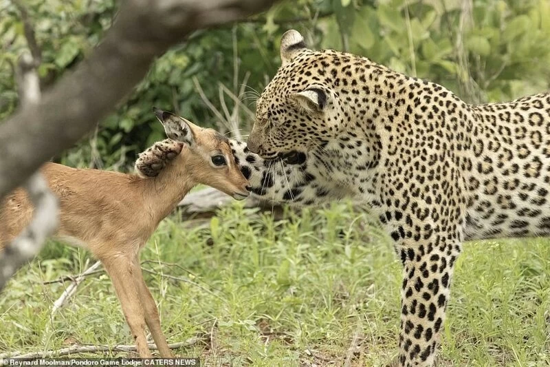 Смертельная нежность хищника: леопард и импала