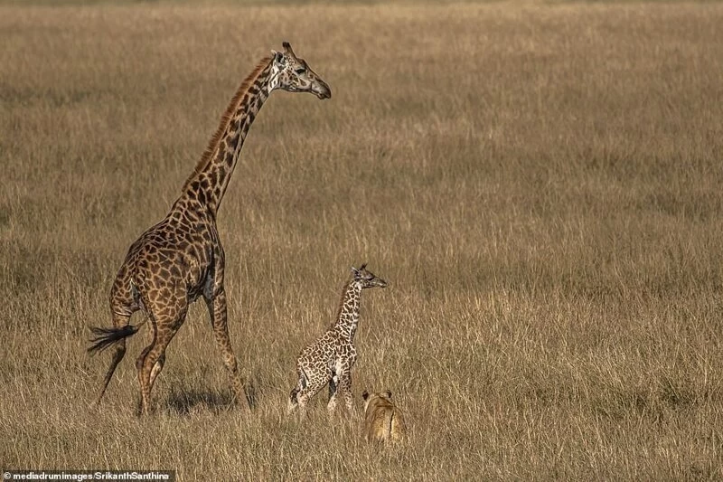Смертельная схватка: самка жирафа пытается спасти своего малыша от львицы
