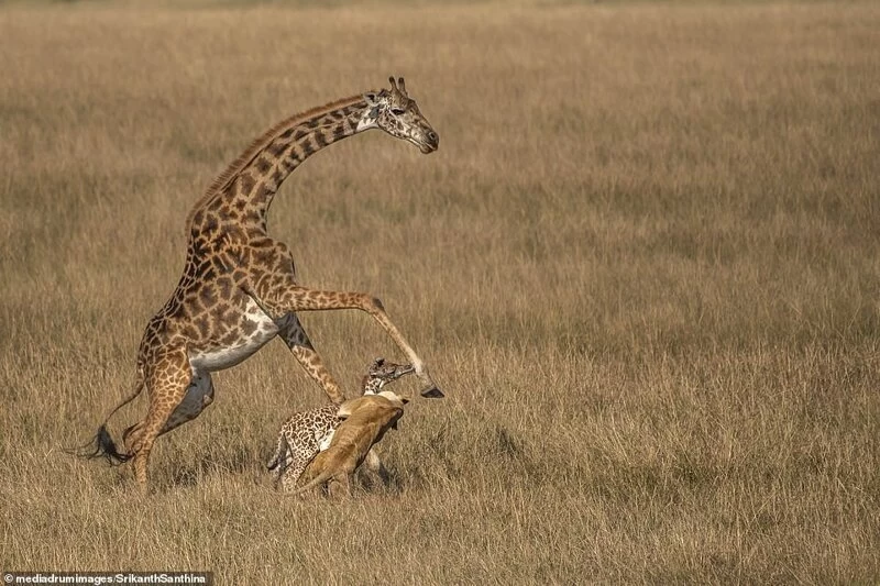 Смертельная схватка: самка жирафа пытается спасти своего малыша от львицы
