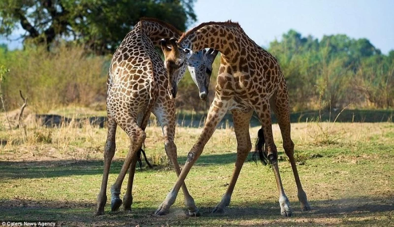 Страстное танго в исполнении жирафов