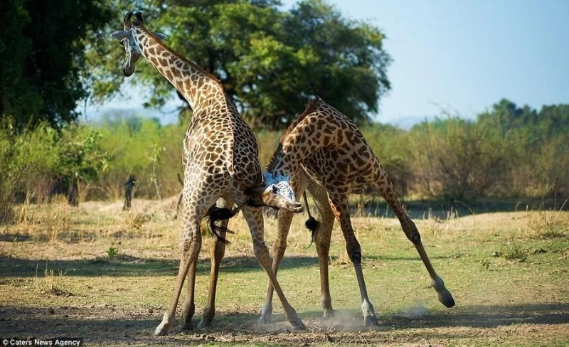 Страстное танго в исполнении жирафов