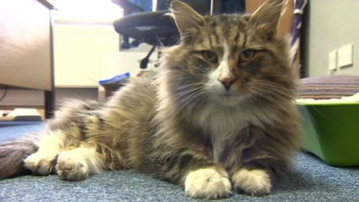 Толстый и довольный кот, пропавший более года назад, нашелся на фабрике зоокорма