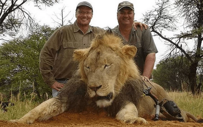 Умирал больше суток: американец застрелил в заповеднике льва из лука за 2 миллиона