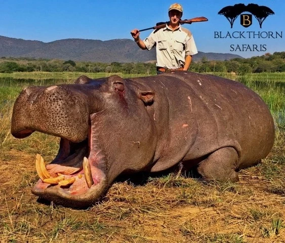 Узаконенное убийство: защитники животных выступают против охоты за трофеями в Южной Африке