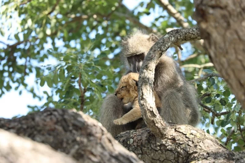 В ЮАР замечены бабуин и львенок, повторившие сцену из "Короля льва"