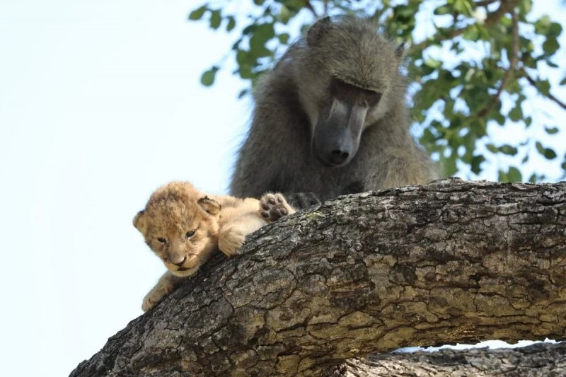 В ЮАР замечены бабуин и львенок, повторившие сцену из "Короля льва"