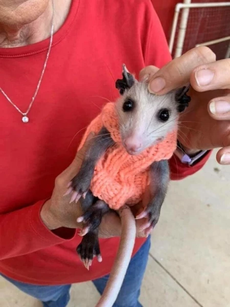 В Техасе добрые самаритяне вяжут свитера для лысого опоссума