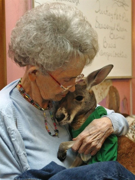 Власти хотят разлучить больного кенгуру с хозяйкой