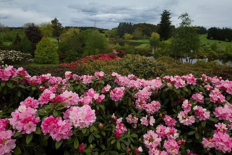 Восхитительный сад Maple Glen в Новой Зеландии