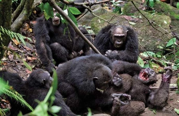Все как у людей: как два клана шимпанзе устроили 4-летнюю кровавую войну