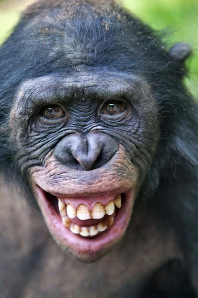 Заповедник "Lola ya Bonobo" в Конго