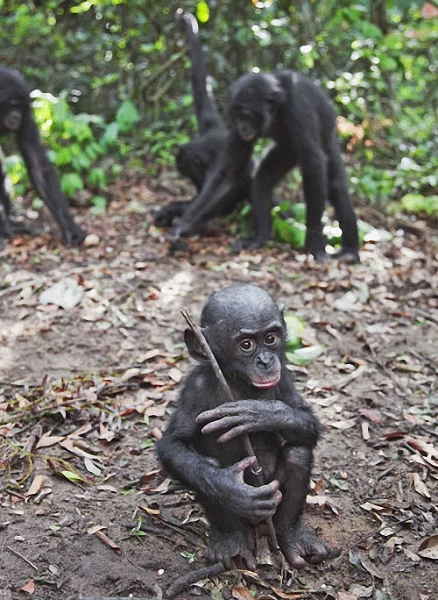 Заповедник "Lola ya Bonobo" в Конго