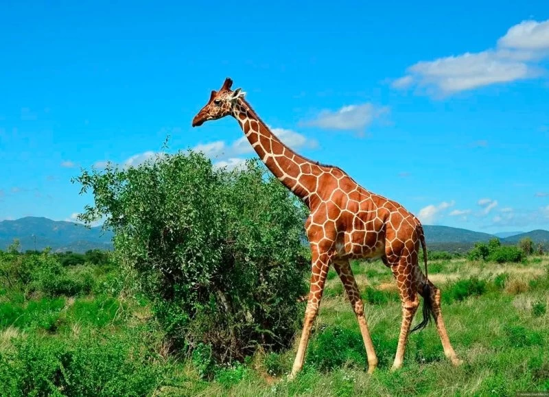 Жизнь жирафа — ежедневный ад и все из-за длинной шеи