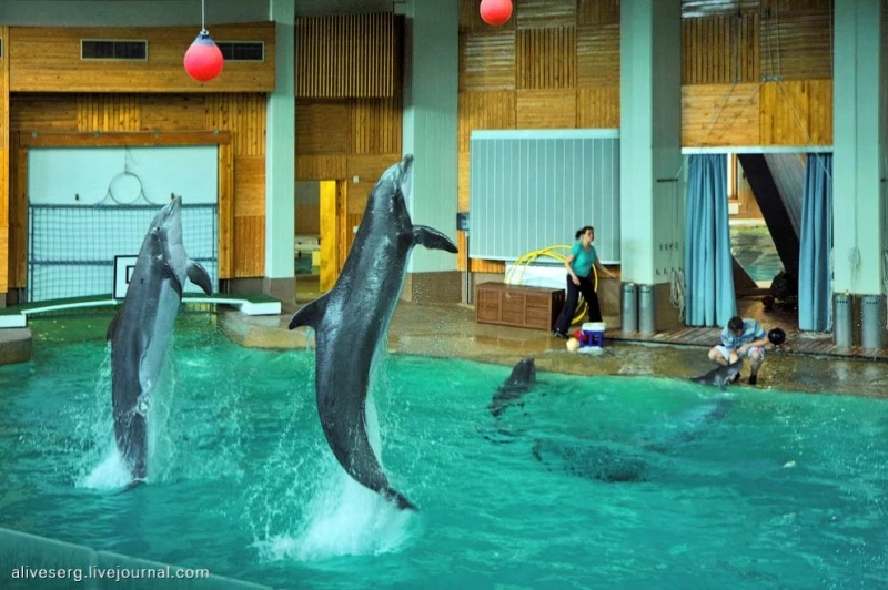 Знакомство с дельфинами в Парке развлечений Сяркянниеми