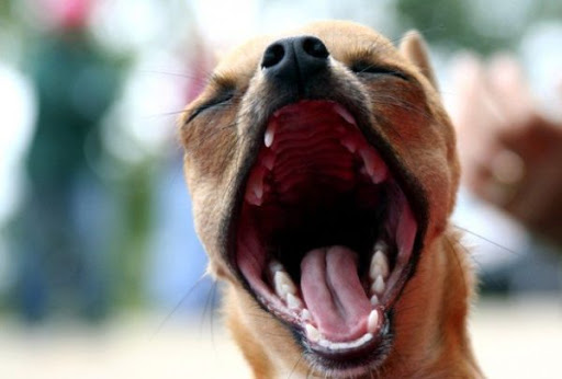 10 популярных мифов о собаках в которые пора перестать верить 