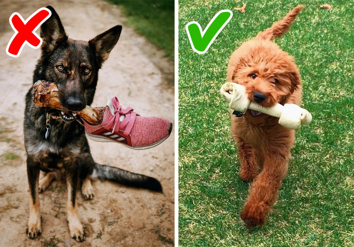 10 популярных мифов о собаках в которые пора перестать верить 