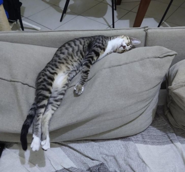 10 пушистых фактов, доказывающих, что кошки могут лежать, где хотят