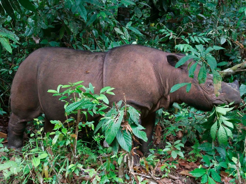 10 редких животных на грани вымирания 