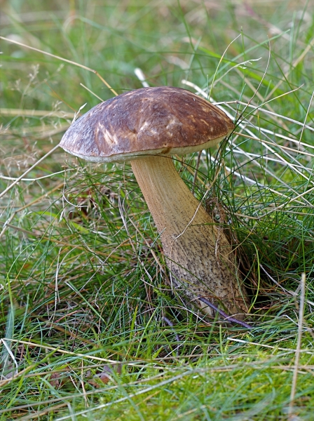 10 самых популярных грибов в России 