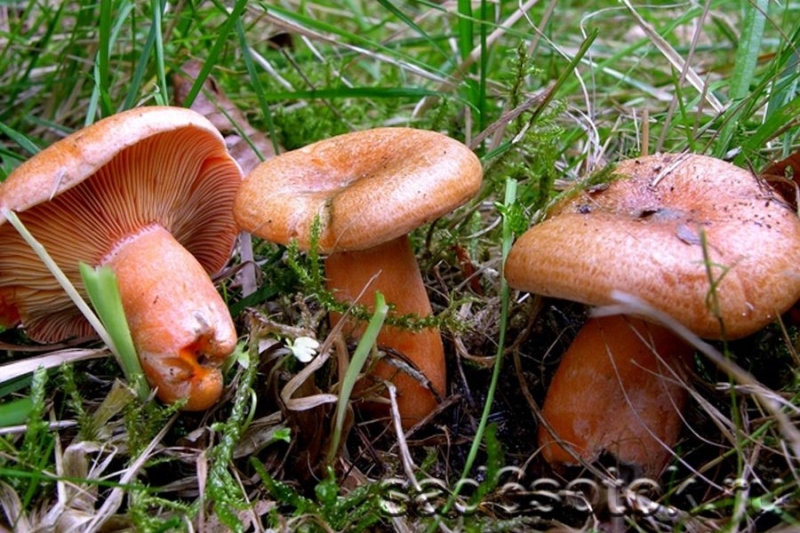 10 самых популярных грибов в России 