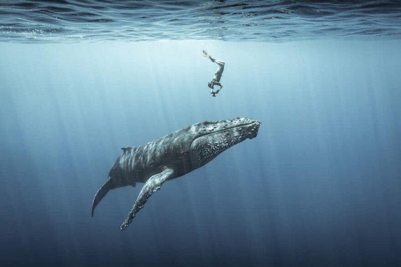 10 удивительных подводных снимков от финалистов конкурса Ocean Photography Awards 2021