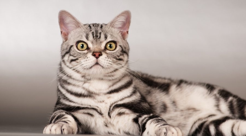 11 самых популярных пород кошек и их происхождение (часть 2) 