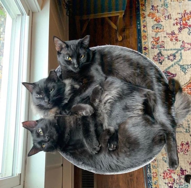 12 гибких кошек, которые доказали, что могут поместиться везде